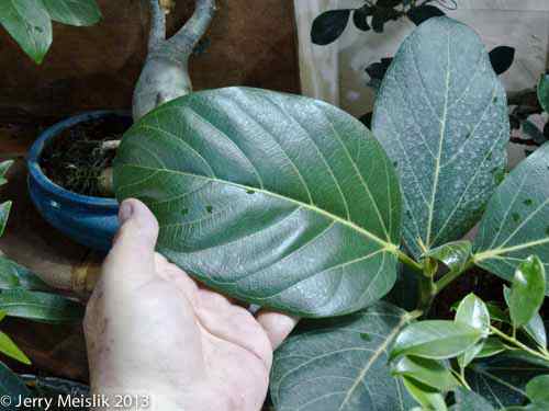 Leaf